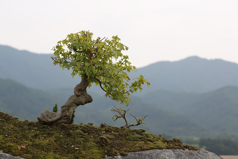 Indoor Bonsai Plant